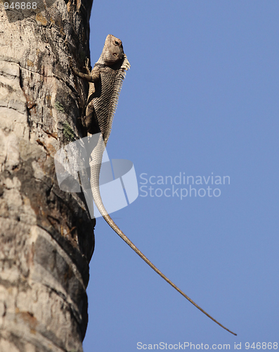 Image of Asian garden lizard