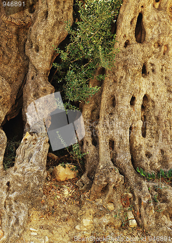 Image of Ancient olive tree trunk