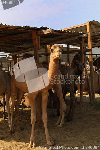 Image of Camels at Doha market