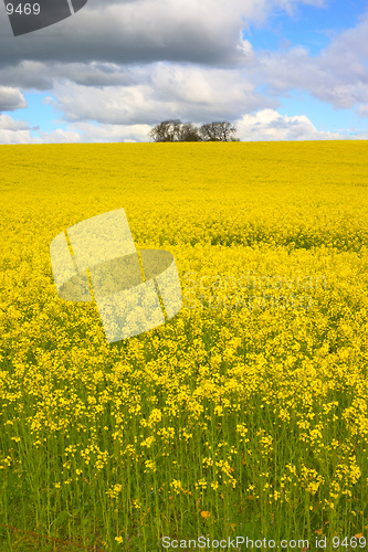 Image of Rapeseed 2