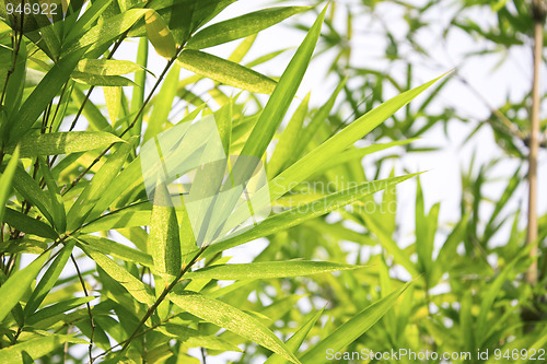 Image of bamboo leaf