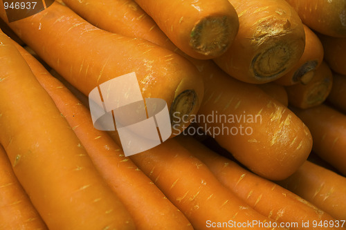 Image of fresh young carrot on grass. 
