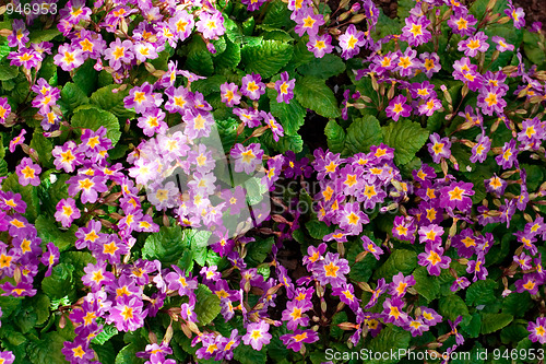Image of violet flowers