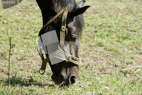 Image of close horse head