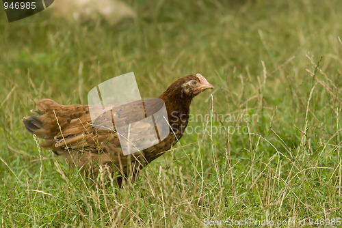 Image of village chicken