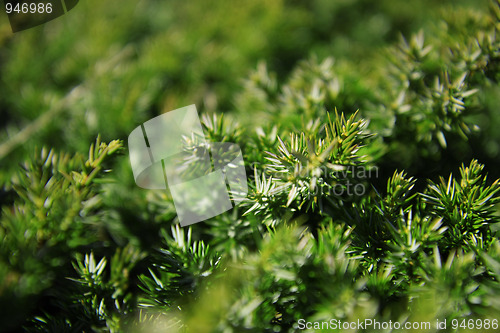 Image of Green background of juniper