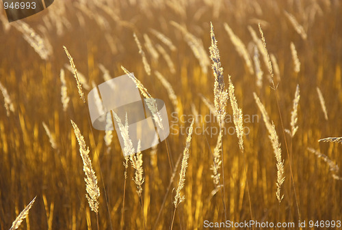 Image of Natural golden background