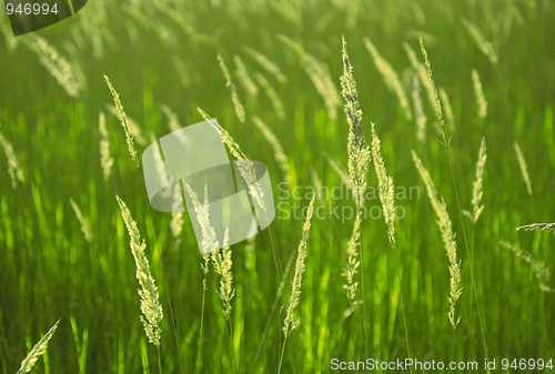 Image of Background of spikelets