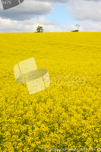 Image of Rapeseed 3