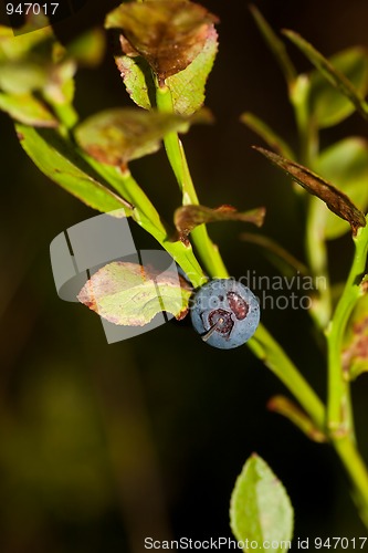 Image of blueberry