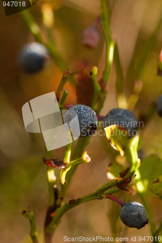 Image of blueberries