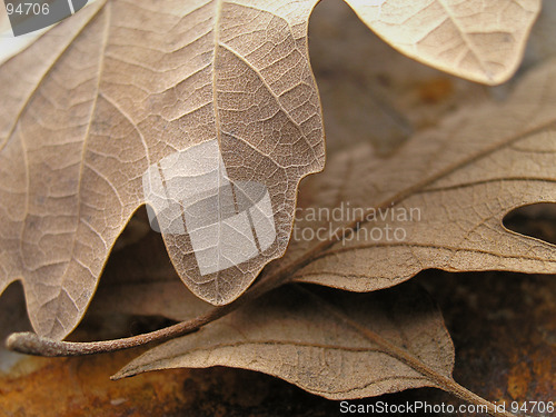 Image of Leaves