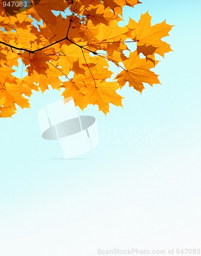 Image of autumn mapple leaves and copyspase