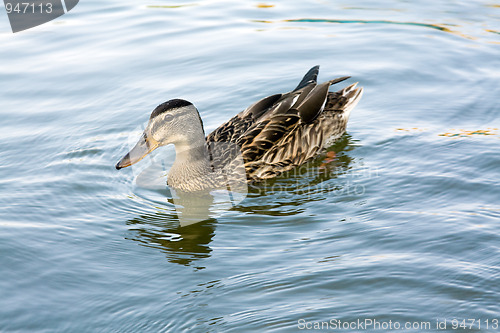 Image of Duck on water