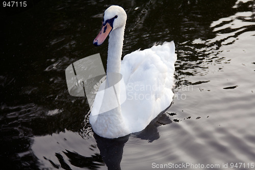 Image of  	swan