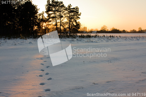 Image of Traces in the winter