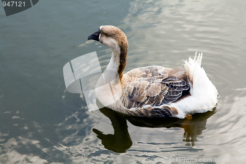 Image of Duck on water