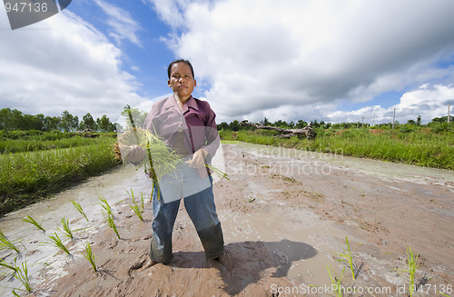 Image of female rice farmer in thailand