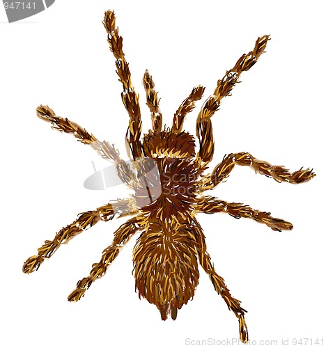 Image of tarantula