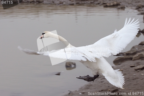 Image of Swan touching down