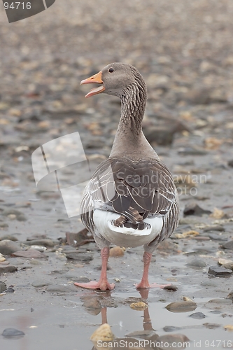 Image of Greylag goose