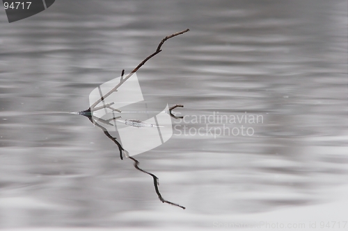 Image of Branch in the water