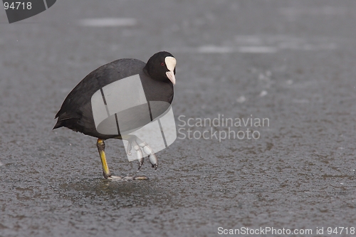 Image of Eurasian coot on ice