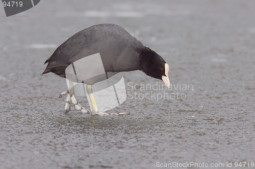 Image of Eurasion coot on ice 2