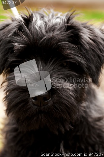 Image of Miniature schnauzer puppy