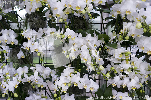 Image of White Orchid background
