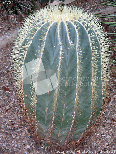 Image of Cactus