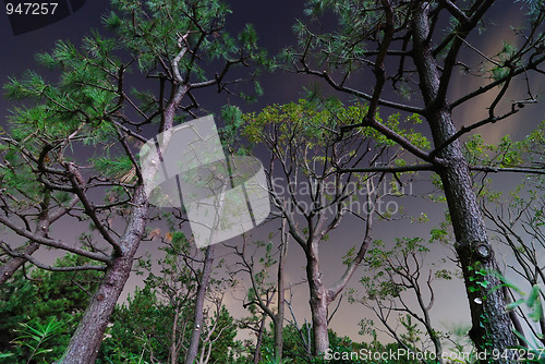 Image of dark wood