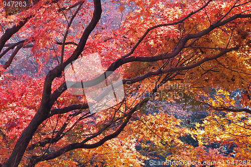 Image of japanese maple