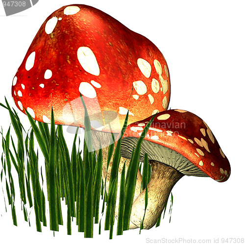 Image of Two fly mushrooms in the grass 