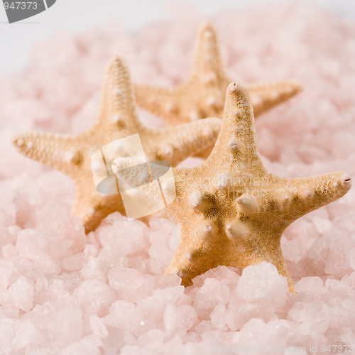 Image of starfishes