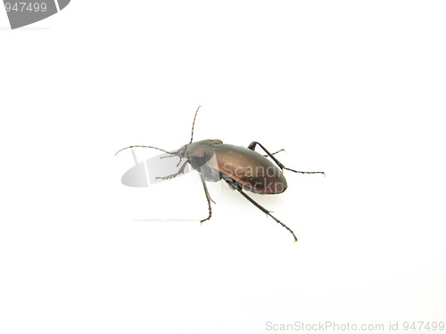 Image of Violet Ground Beetle on White