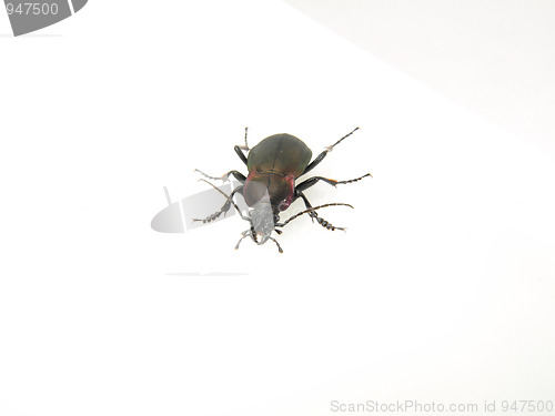 Image of Violet Beetle on White