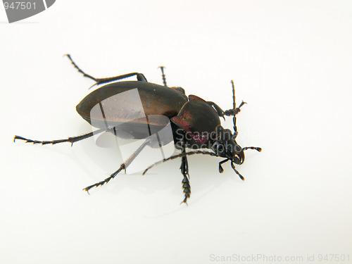 Image of Violet Ground Beetle