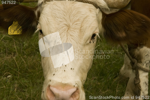 Image of close-up cows