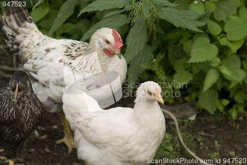 Image of hen and rooster