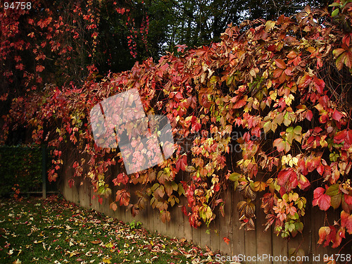 Image of Garden 3