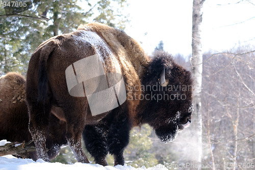 Image of Bison