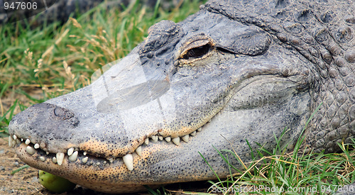Image of Crocodile head