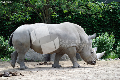 Image of Rhino