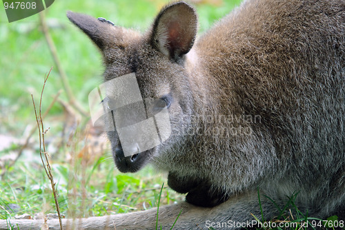 Image of Kangaroo
