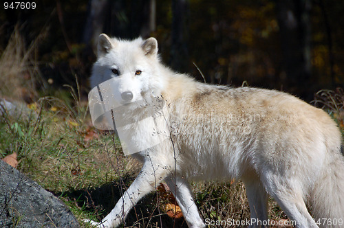 Image of Arctic Wolf