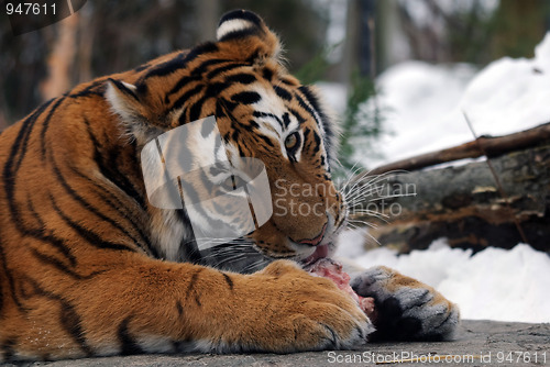 Image of Tiger