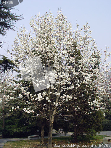 Image of magnolia flower