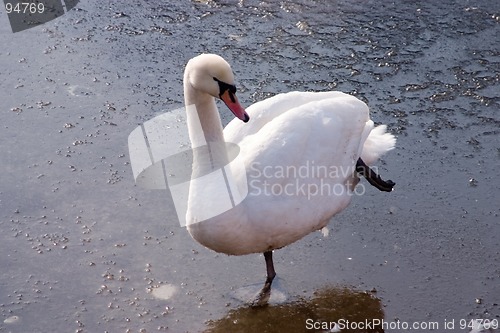 Image of swan dancing