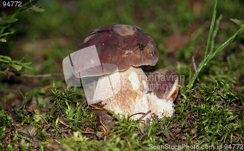 Image of Boletus edulis